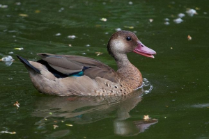 Бразильська хіріна Бразильська хіріна